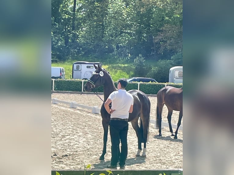 Trakehner Giumenta 5 Anni 164 cm in Ingolstadt