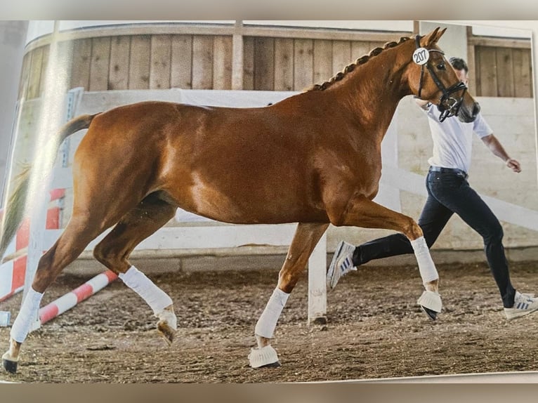 Trakehner Giumenta 5 Anni 164 cm Sauro in Burgkirchen an der Alz