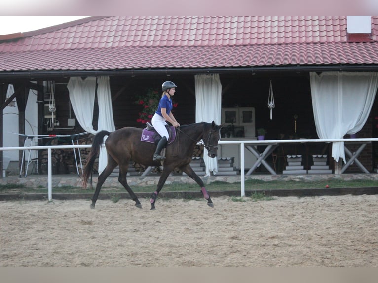 Trakehner Giumenta 5 Anni 165 cm Baio in Młynary