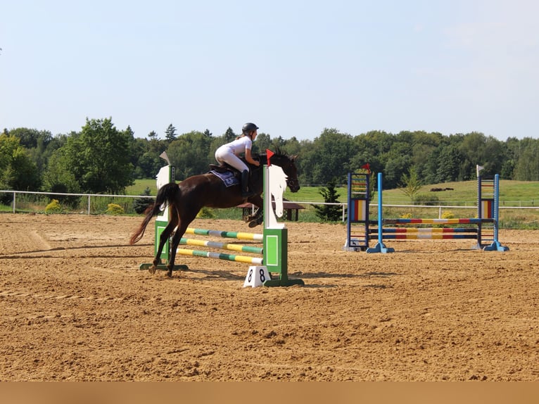 Trakehner Giumenta 5 Anni 165 cm Baio in Młynary