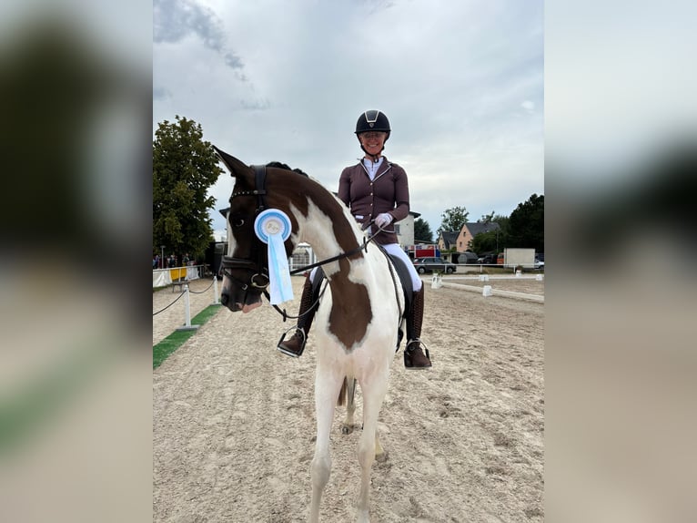 Trakehner Giumenta 5 Anni 165 cm Pezzato in Oschatz
