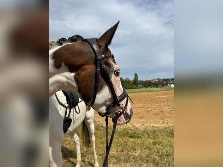 Trakehner Giumenta 5 Anni 165 cm Pezzato in Oschatz