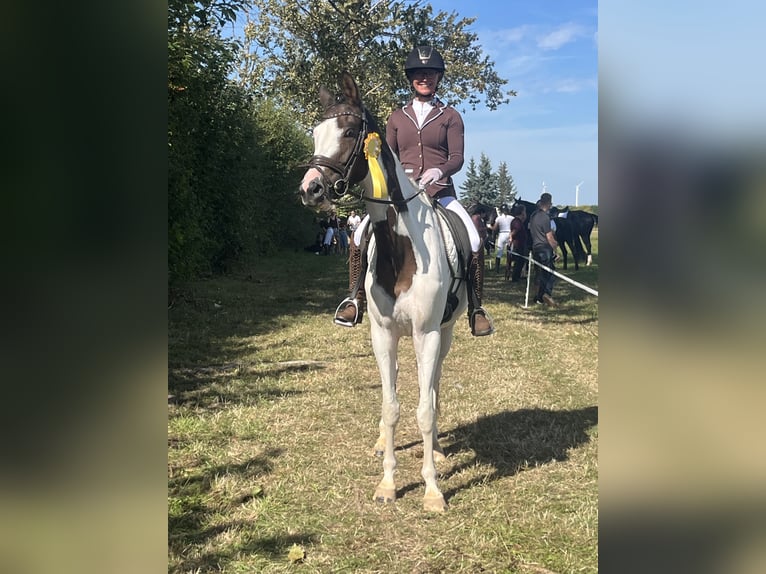 Trakehner Giumenta 5 Anni 165 cm Pezzato in Oschatz
