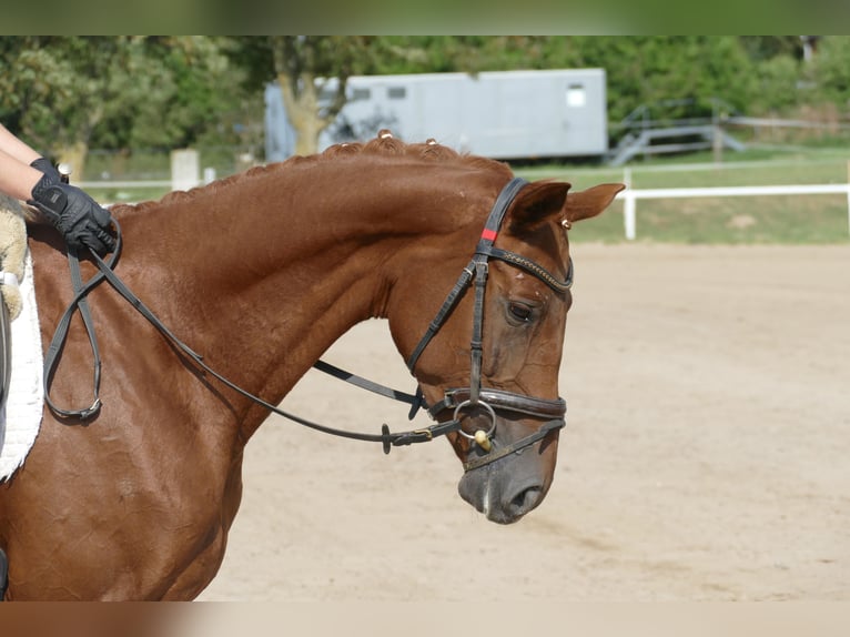 Trakehner Giumenta 5 Anni 165 cm Sauro scuro in Ganschow