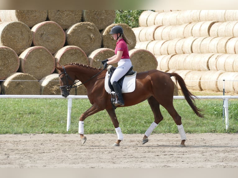 Trakehner Giumenta 5 Anni 165 cm Sauro scuro in Ganschow