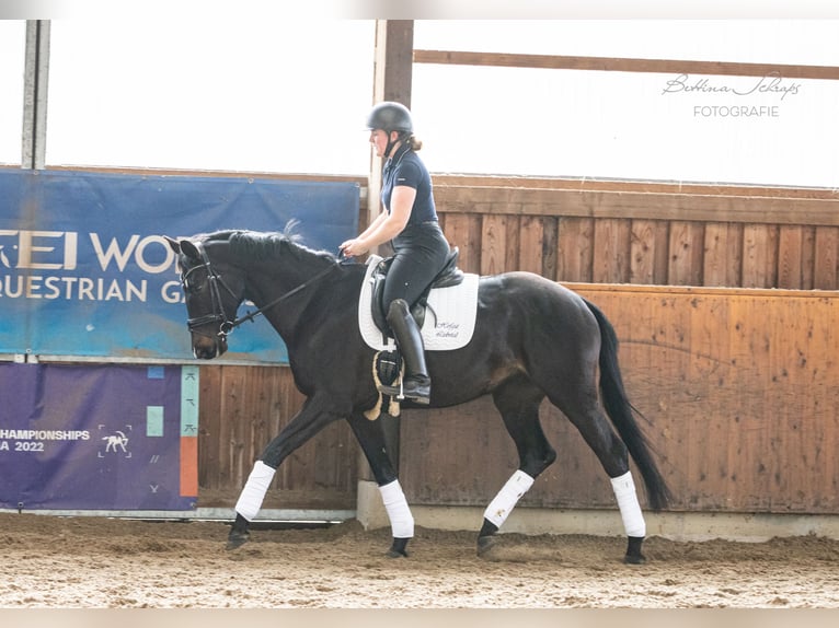 Trakehner Giumenta 5 Anni 166 cm Baio nero in Döhle