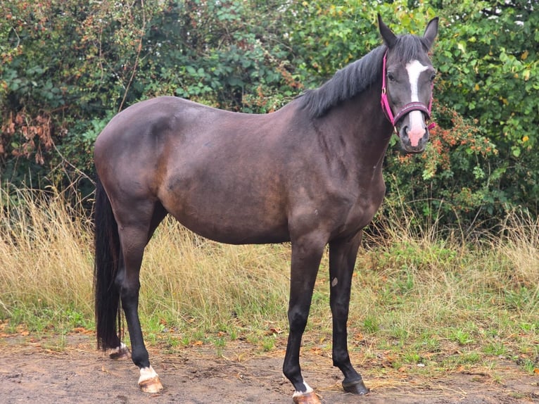 Trakehner Giumenta 5 Anni 166 cm Baio scuro in Überherrn