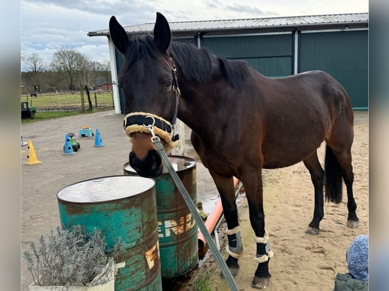 Trakehner Giumenta 5 Anni 166 cm Baio scuro in Soltau
