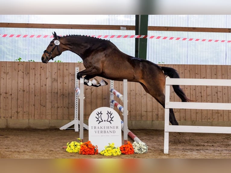 Trakehner Giumenta 5 Anni 166 cm Baio scuro in Soltau
