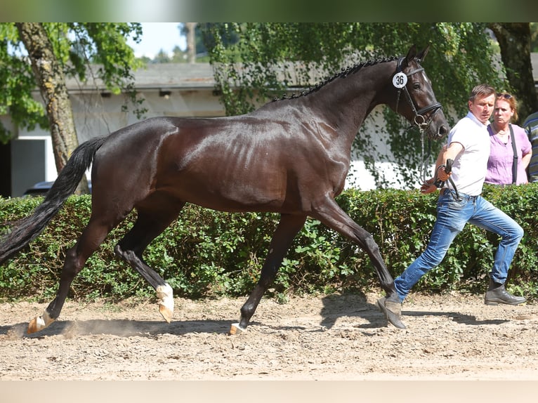 Trakehner Giumenta 5 Anni 166 cm Morello in Regesbostel