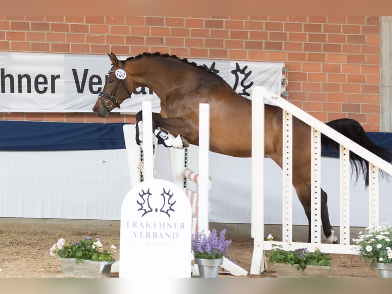 Trakehner Giumenta 5 Anni 167 cm Baio in Wolfhagen