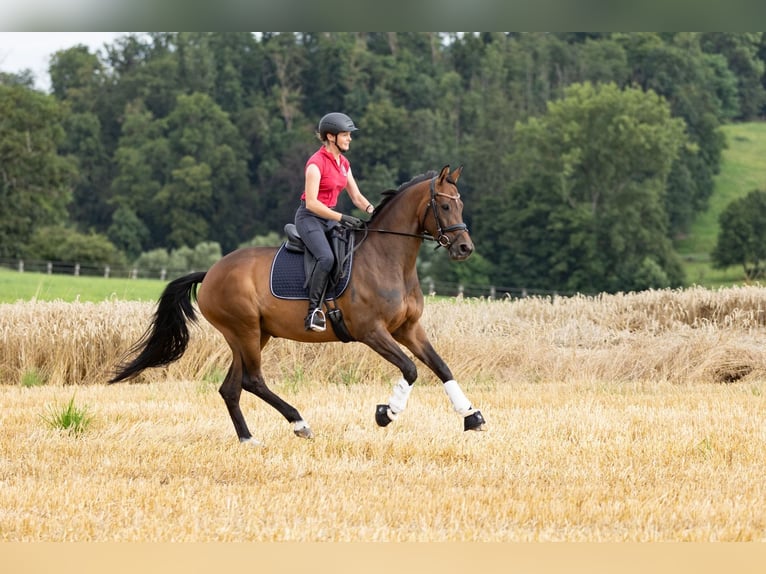 Trakehner Giumenta 5 Anni 167 cm Baio in Wolfhagen