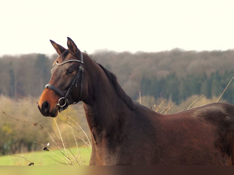 Trakehner Giumenta 5 Anni 167 cm Baio in Bodenfelde/Nienovee