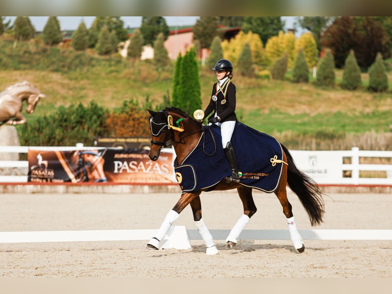 Trakehner Giumenta 5 Anni 167 cm Baio ciliegia in Vilnius