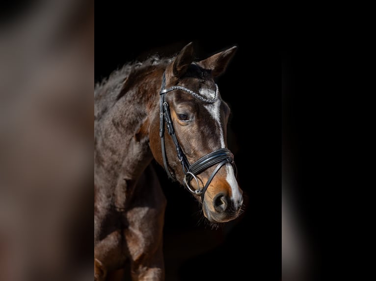 Trakehner Giumenta 5 Anni 167 cm Baio scuro in Rosenheim