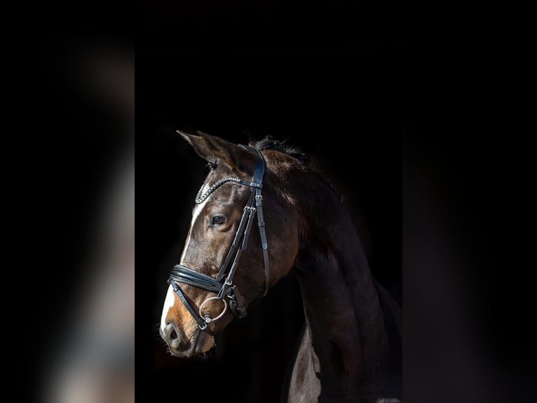 Trakehner Giumenta 5 Anni 167 cm Baio scuro in Rosenheim