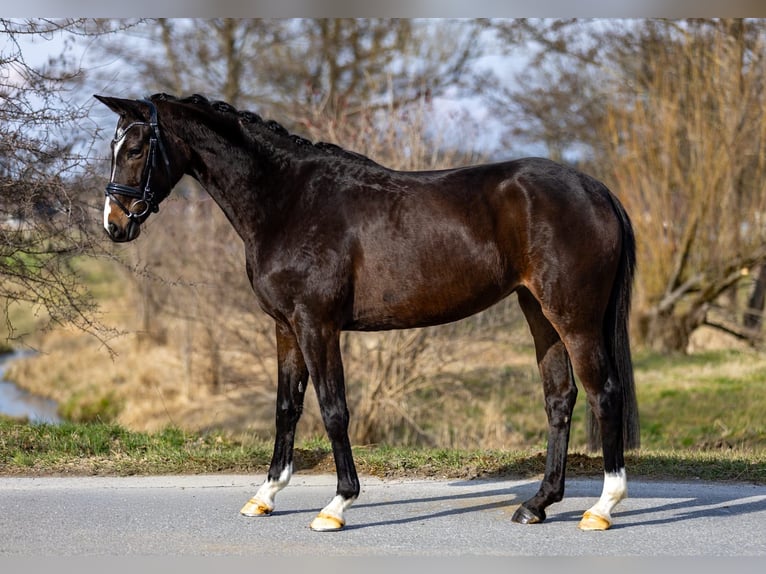 Trakehner Giumenta 5 Anni 167 cm Baio scuro in Rosenheim