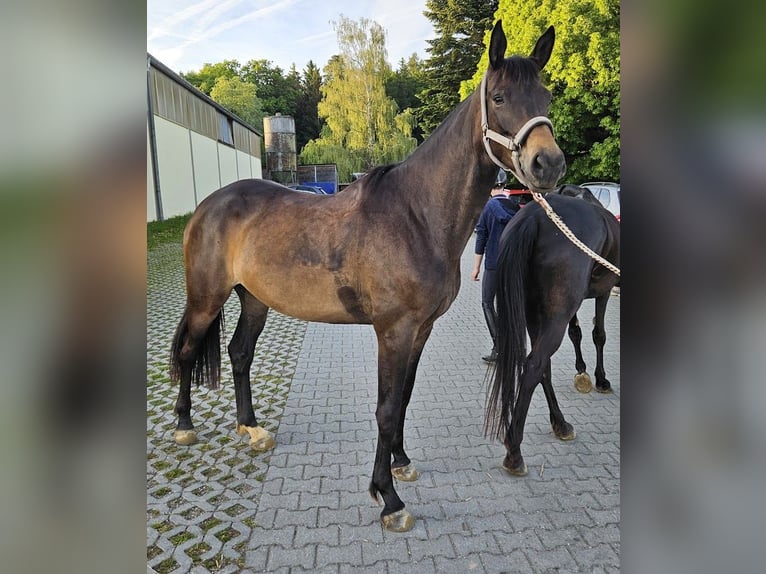Trakehner Giumenta 5 Anni 167 cm Baio scuro in Adelsried