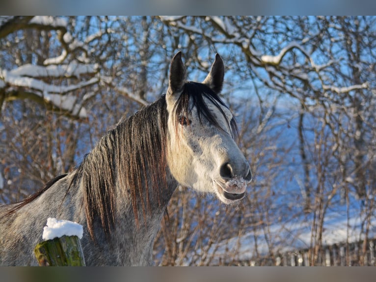 Trakehner Giumenta 5 Anni 167 cm Grigio in Nümbrecht