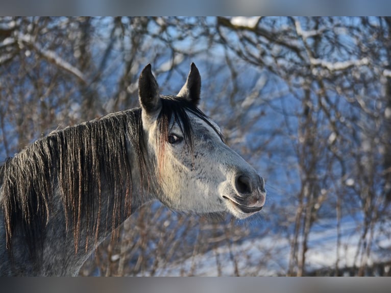 Trakehner Giumenta 5 Anni 167 cm Grigio in Nümbrecht