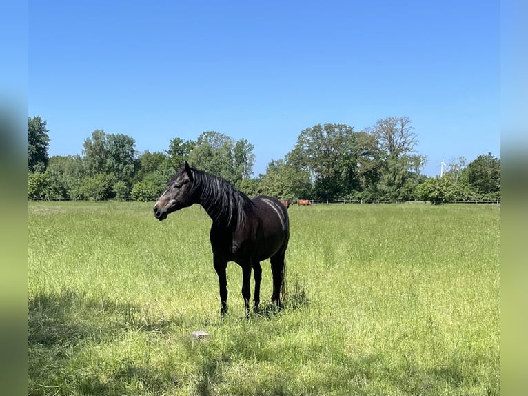 Trakehner Giumenta 5 Anni 168 cm  in Oldenburg