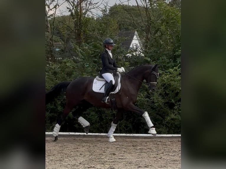 Trakehner Giumenta 5 Anni 168 cm Morello in HalstenbekHalstenbek
