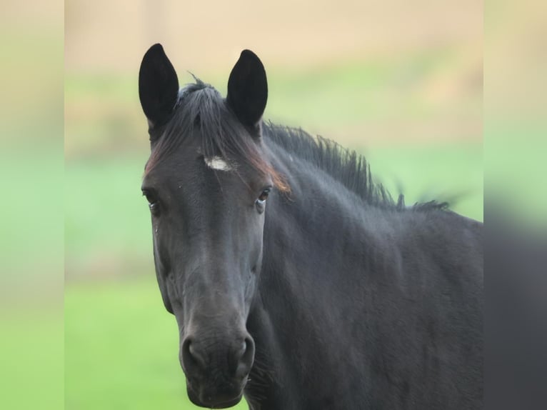 Trakehner Giumenta 5 Anni 168 cm Morello in Aerzen