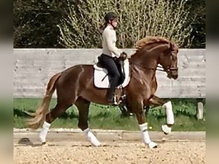 Trakehner Giumenta 5 Anni 168 cm Sauro scuro in Sauerlach