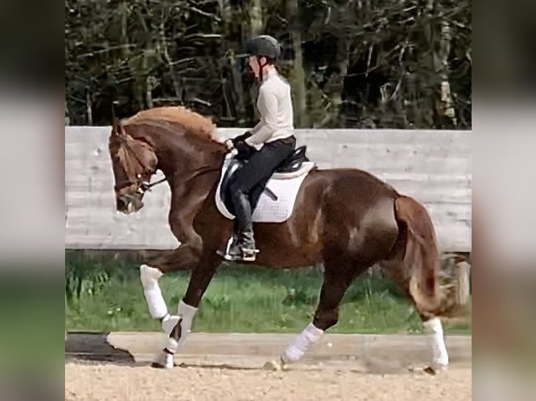 Trakehner Giumenta 5 Anni 168 cm Sauro scuro in Sauerlach