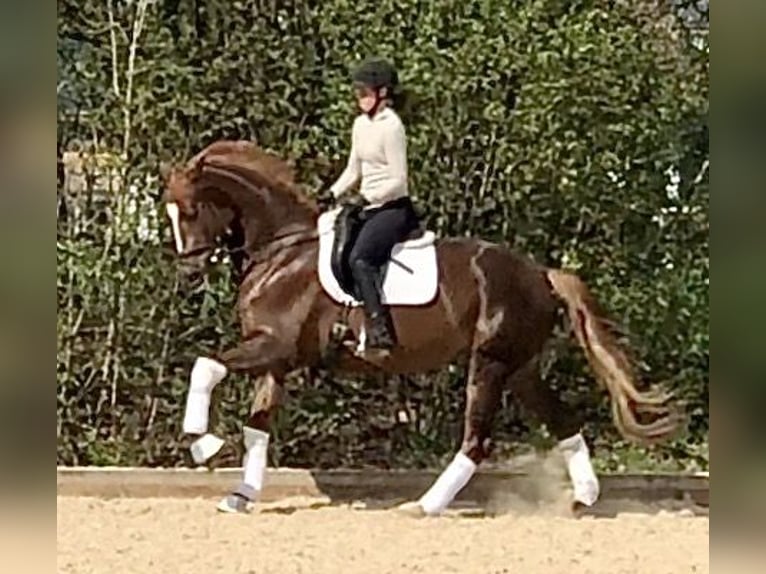 Trakehner Giumenta 5 Anni 168 cm Sauro scuro in Sauerlach