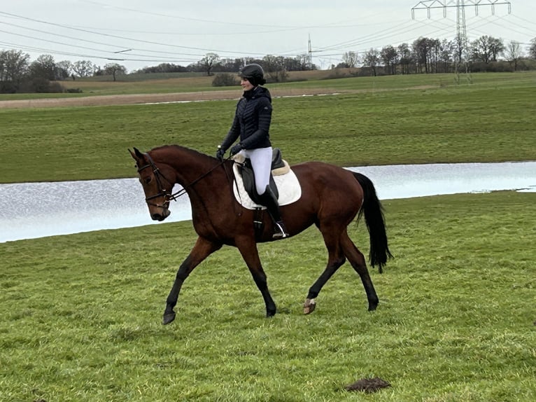 Trakehner Giumenta 5 Anni 169 cm Baio in Ganschow