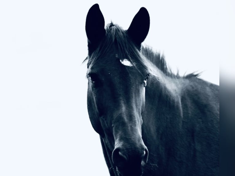 Trakehner Giumenta 5 Anni 170 cm Morello in Aerzen