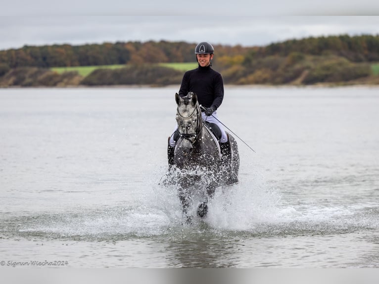 Trakehner Giumenta 5 Anni 171 cm Grigio in Neumünster