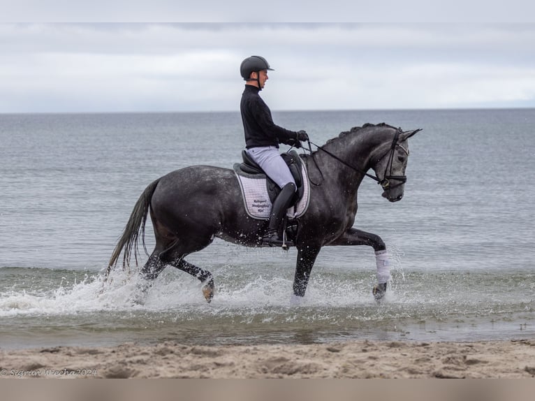 Trakehner Giumenta 5 Anni 171 cm Grigio in Neumünster