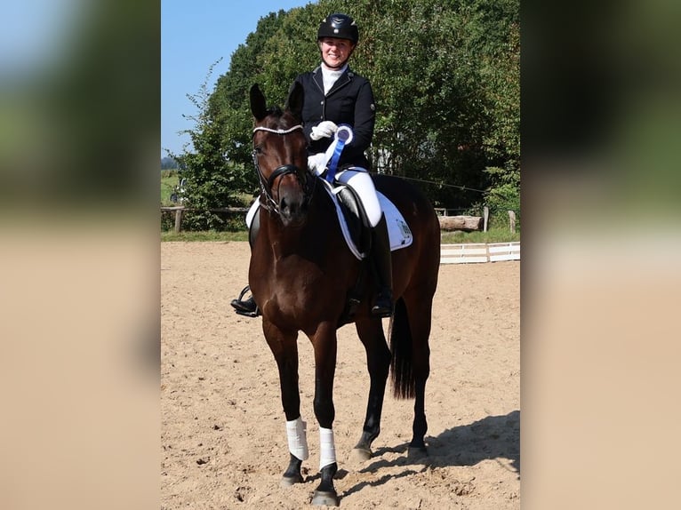 Trakehner Giumenta 5 Anni 172 cm Baio scuro in Emmerthal