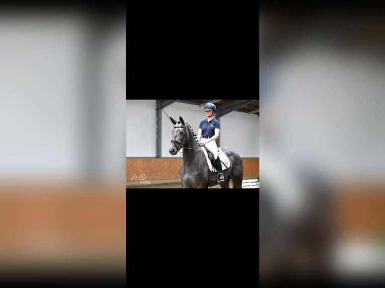 Trakehner Giumenta 5 Anni 172 cm Grigio in Bodenfelde