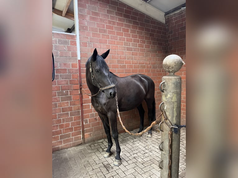 Trakehner Giumenta 5 Anni 175 cm Morello in Elsdorf