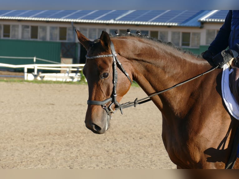 Trakehner Giumenta 5 Anni Baio in Ganschow