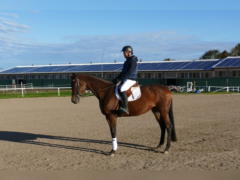 Trakehner Giumenta 5 Anni Baio in Ganschow
