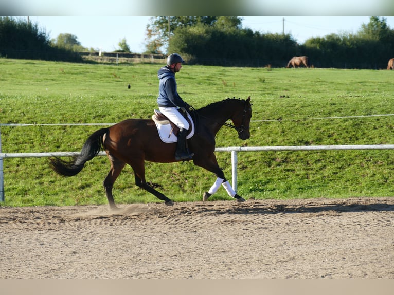 Trakehner Giumenta 5 Anni Baio in Ganschow