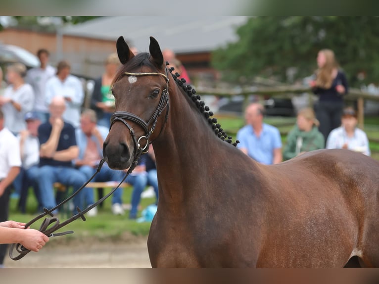 Trakehner Giumenta 5 Anni Baio in Walsrode