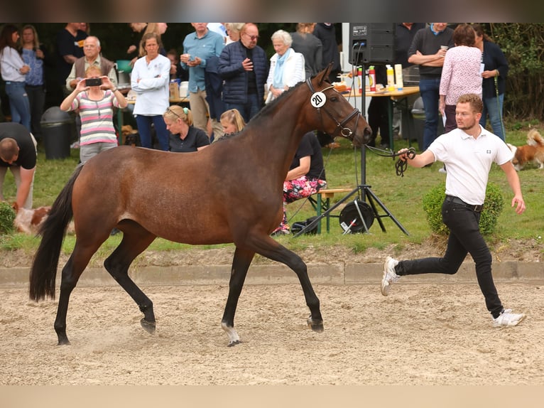 Trakehner Giumenta 5 Anni Baio in Walsrode