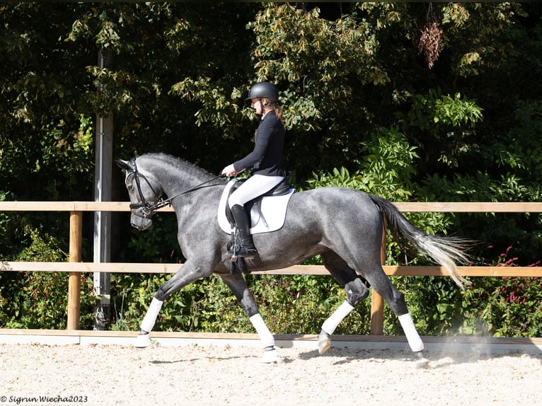 Trakehner Giumenta 5 Anni Grigio in Mehring