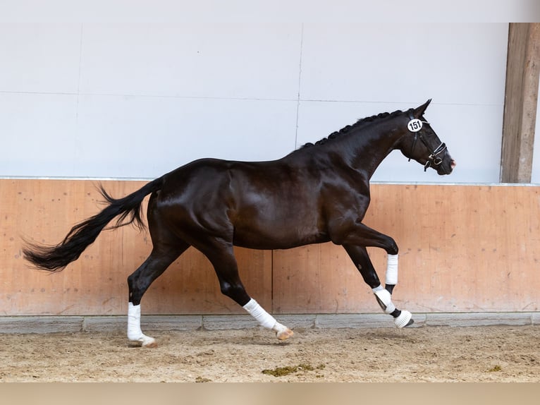 Trakehner Giumenta 5 Anni Morello in Neckarsteinach