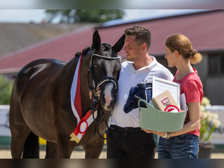 Trakehner Giumenta 5 Anni Morello in Neckarsteinach