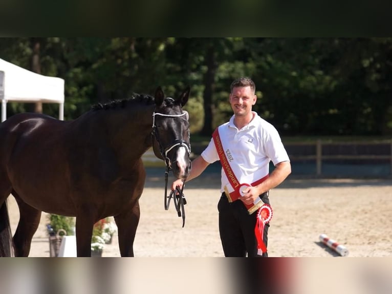 Trakehner Giumenta 5 Anni Morello in Neckarsteinach