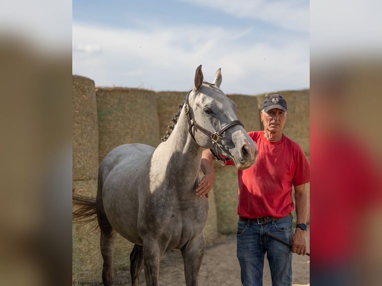 Trakehner Giumenta 6 Anni 160 cm in Aytos