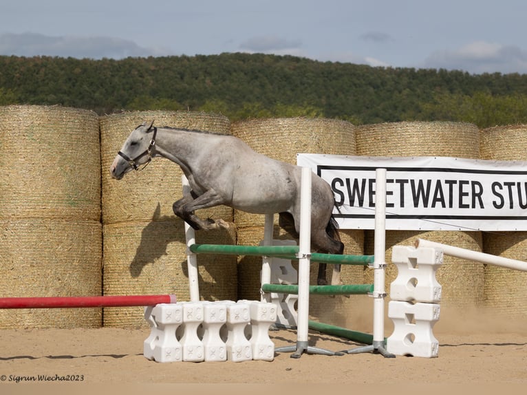 Trakehner Giumenta 6 Anni 160 cm Grigio in Aytos