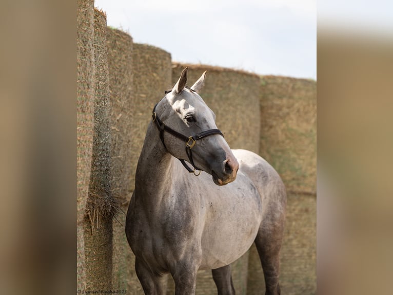 Trakehner Giumenta 6 Anni 160 cm Grigio in Aytos