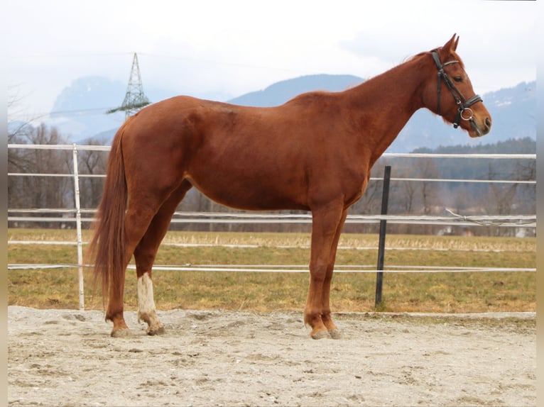 Trakehner Giumenta 6 Anni 160 cm Sauro in Kirchbichl